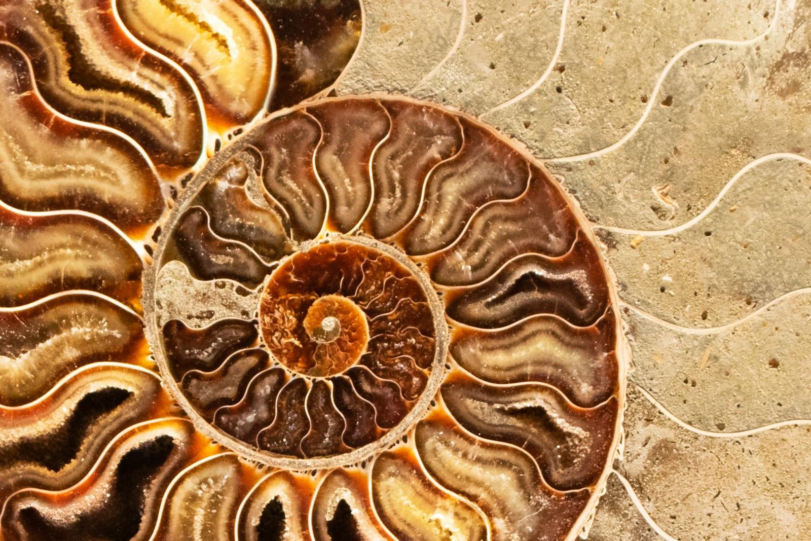 Detailed view of a fossilized ammonite shell showcasing intricate spiral patterns and textures.