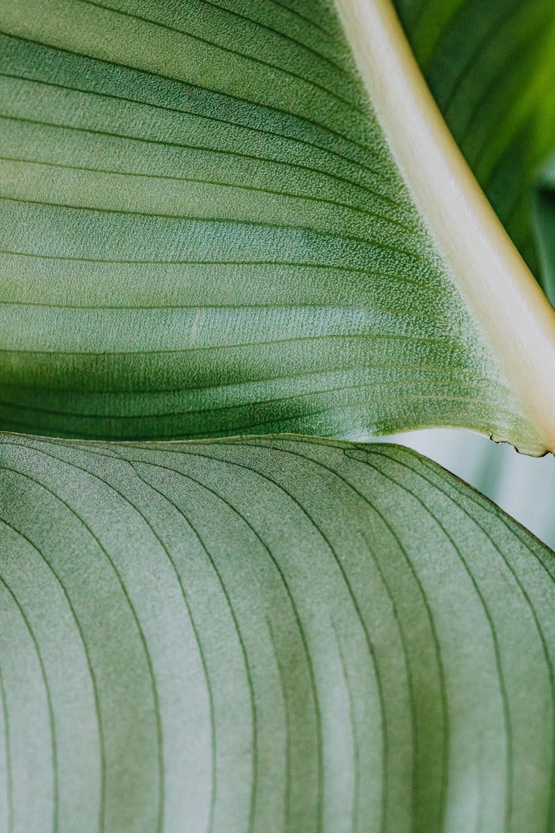 Detailed texture of tropical green leaves in a close-up botanical shot.